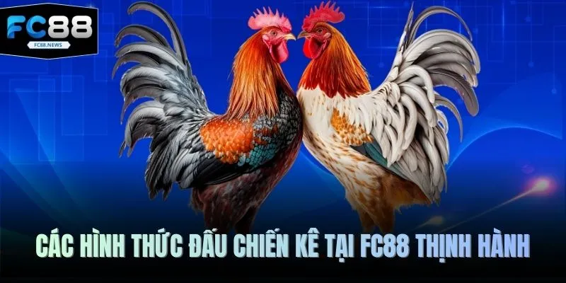 Các hình thức đấu chiến kê tại FC88 thịnh hành 