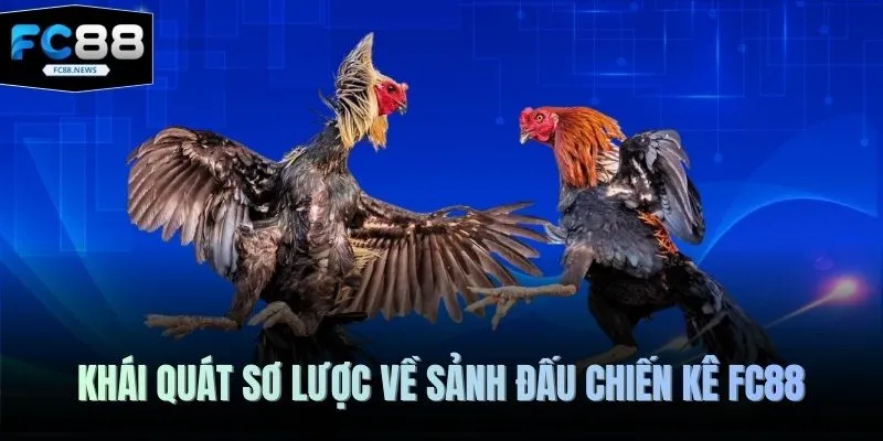 Khái quát sơ lược về sảnh đấu chiến kê FC88